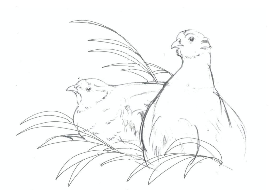 Basteln & Malen BJV Frischlinge Basteln & Malen BJV Frischlinge